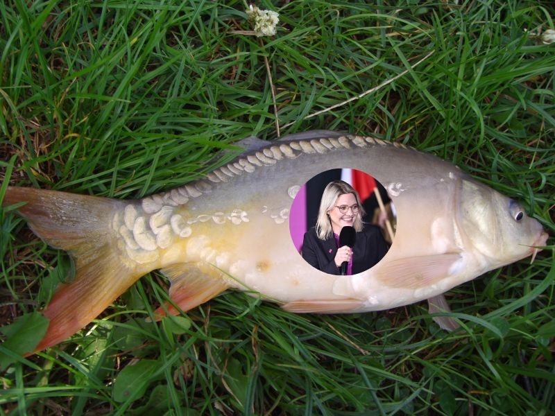 Radna walczy z karpiem, ale... pomyliła adres. "Odklejona od rzeczywistości"