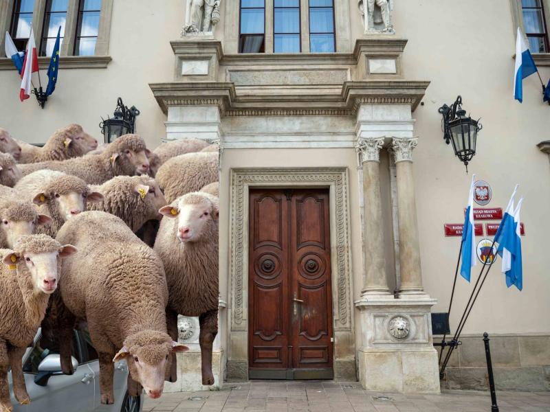Owca i stado baranów pchają się do magistratu. Nie ma już żadnych hamulców!