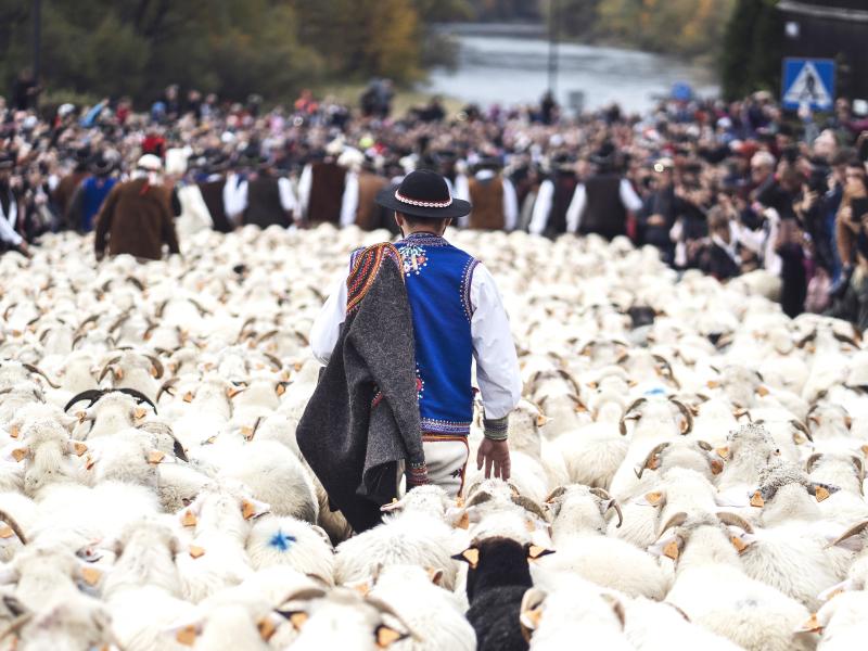 Gdzie na weekend? Rusza jesienny redyk. Gdzie zobaczyć powrót owiec z hal? [PRZEWODNIK]