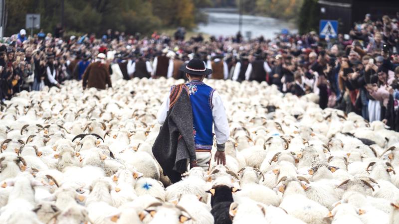 Gdzie na weekend? Rusza jesienny redyk. Gdzie zobaczyć powrót owiec z hal? [PRZEWODNIK]